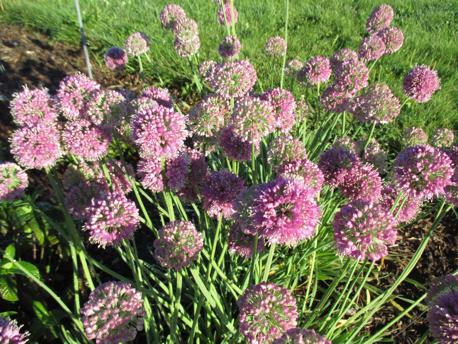 ［新品］SLOTHREAT Allium Summer Alliums | Rotary Botanical Gardens
