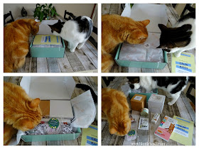 What's In The Box ©BionicBasil® Gus & Bella Box - Unveiling with Fudge and Melvyn