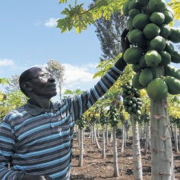 commercial pawpaw farming in kenya