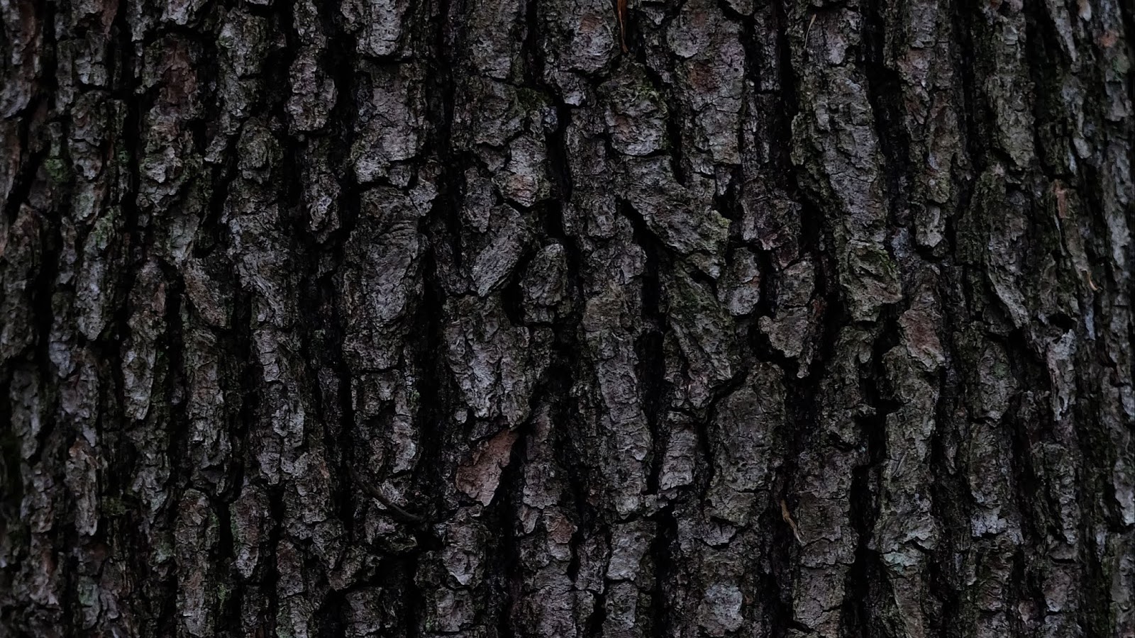 Wallpaper Nature, Bark, Tree, Texture