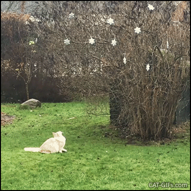Funny Cat GIF • Crazy jumping cat trying to catch Xmas decoration in the backyard but fails! Funny Cat GIF • Crazy jumping cat trying to catch Xmas decoration in the backyard but fails!