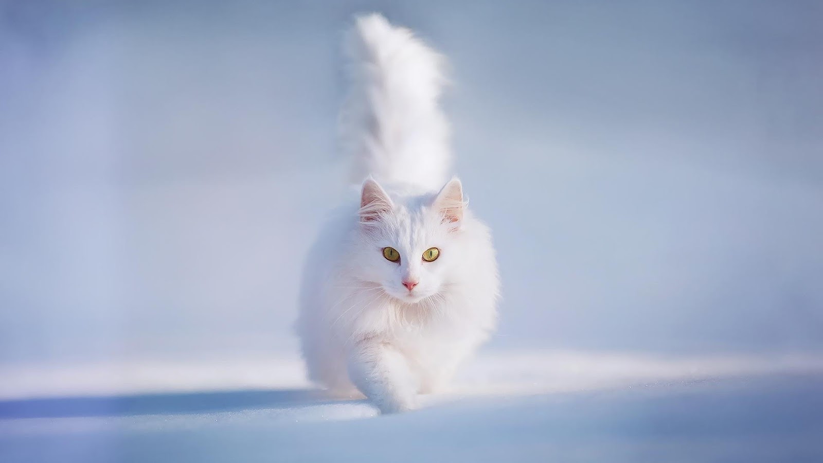 awiasih: 10 Gambar Wallpaper Kucing manis dan imut, cute and sweet cat [1]