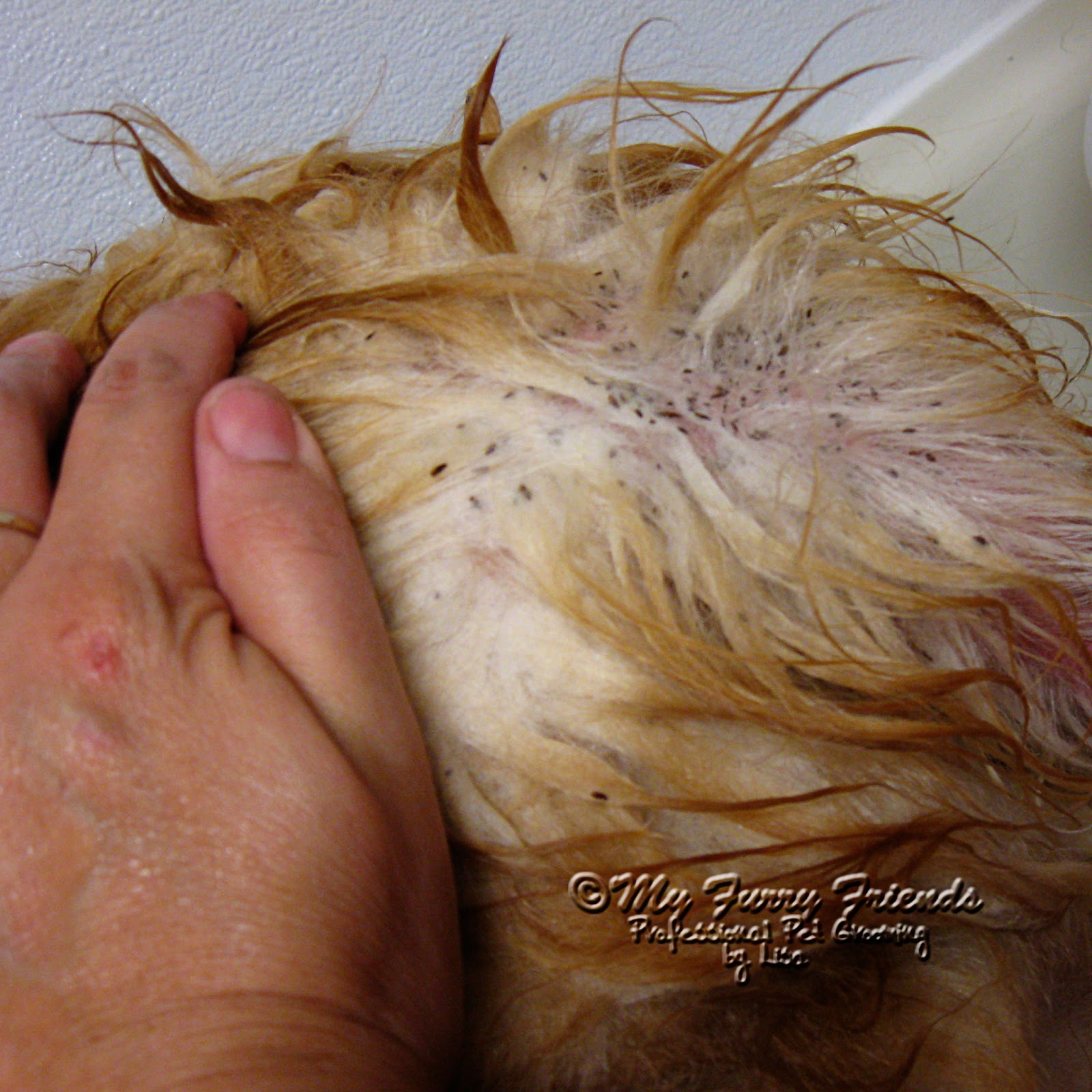 Top 99+ Images photos of fleas on dogs Sharp