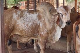 Gir cow farm in odisha