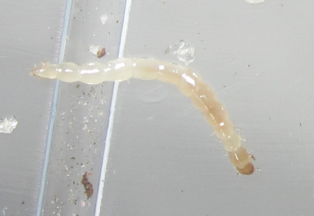 TrioroTrimyLarva%25232.JPG