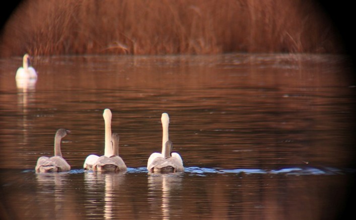 swans%2Bon%2Bthe%2Blake%2B2.jpg