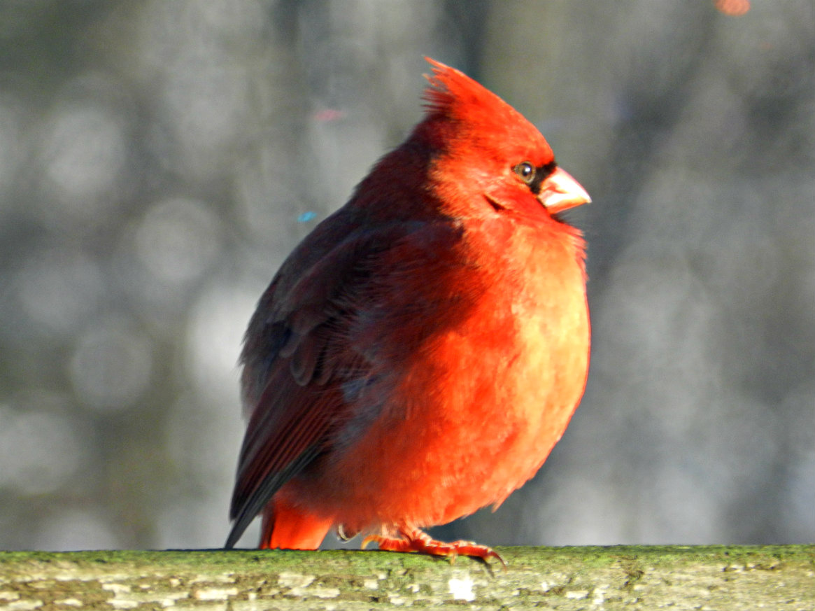 Fat Cardinal 64