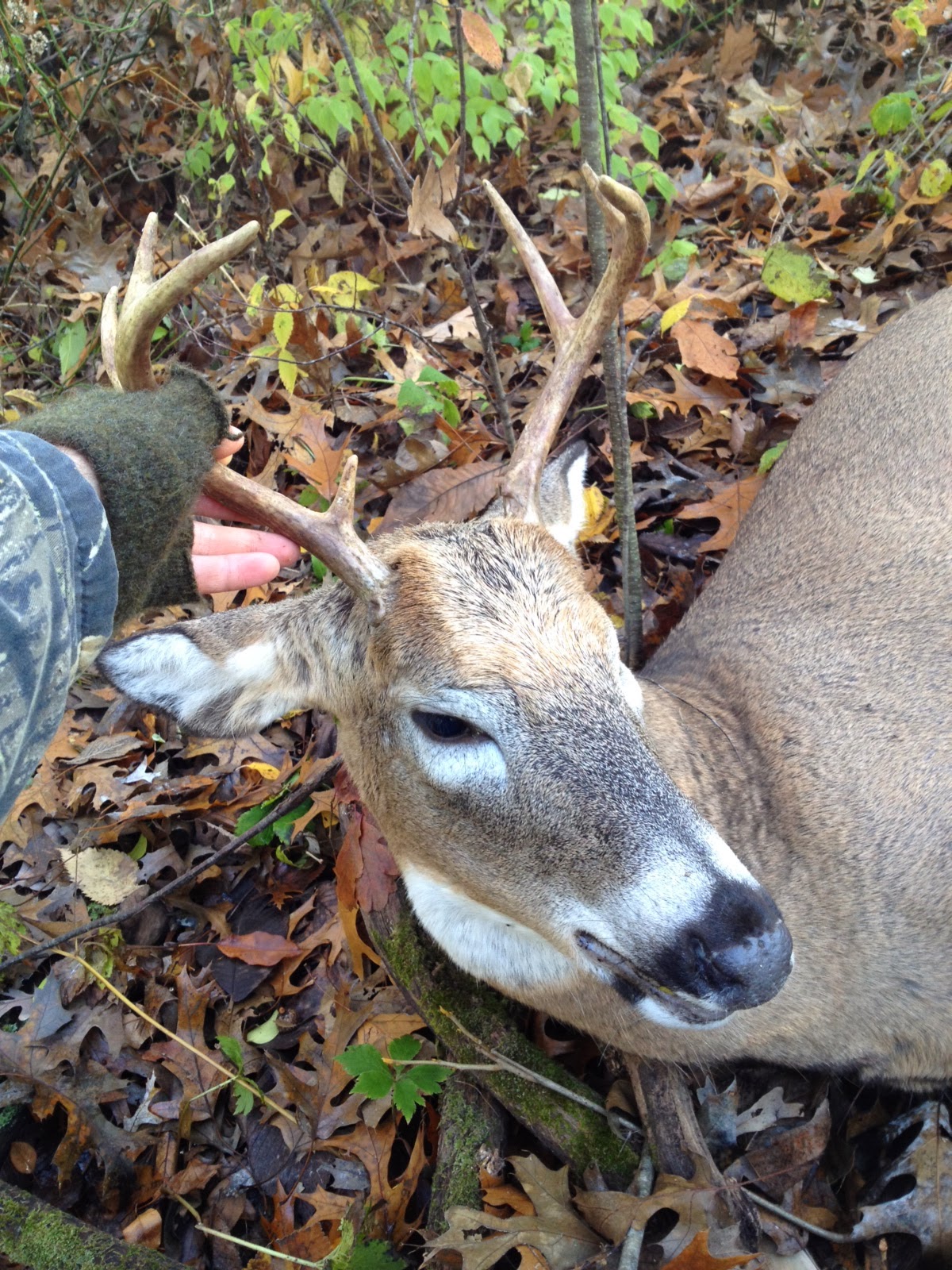 Mleynek Moments: Bigger Buck :::Disclaimer - Dead Animal Photos in This