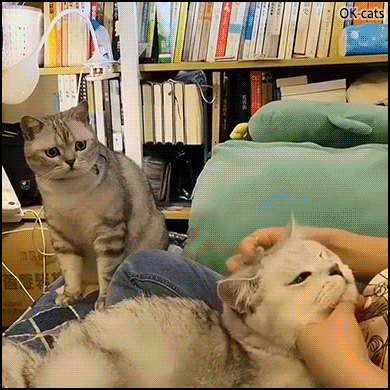 Sad Cat GIF • When one of your cat realizes that he's not your favorite cat anymore. Poor think... Sad Cat GIF • When one of your cat realizes that he's not your favorite cat anymore. Poor think...