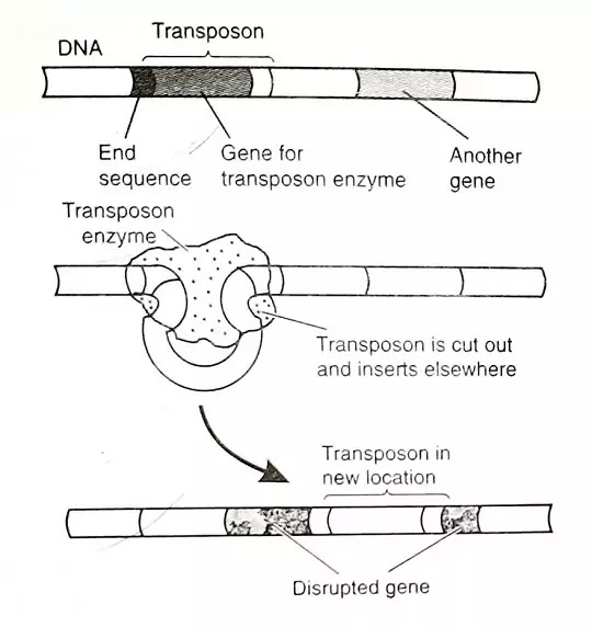 GeneDefinition,Discovery,Jumping Gene,Gene SynthesisHindi SCIENCE