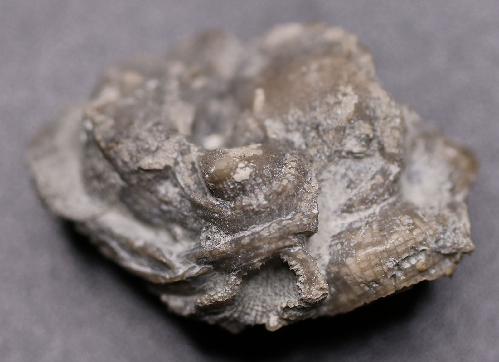 Louisville Fossils and Beyond Hexagonaria Coral Fossil
