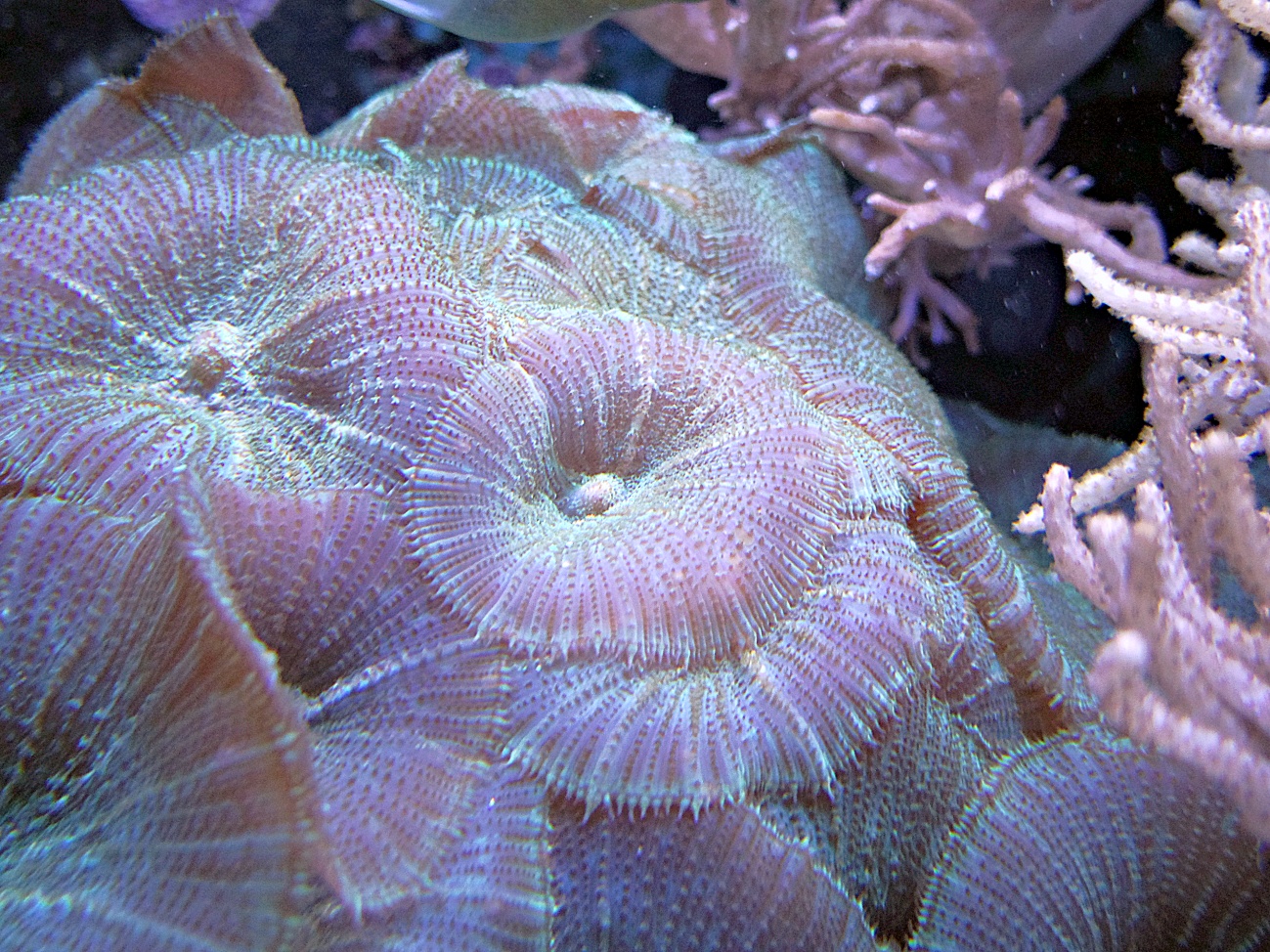 Aquariumbilder #2