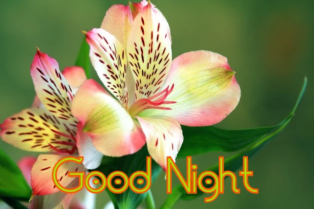 Good Night HD Images Collection Good Night HD Images Collection