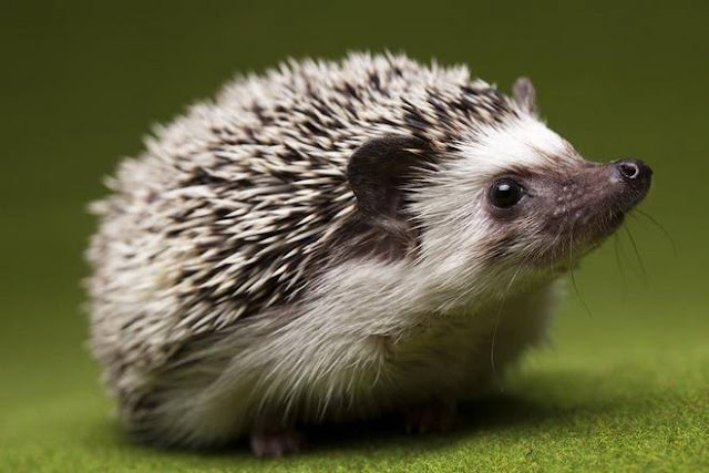 Can You Keep Hedgehogs as Pets at Home? | Pets4Good - Best Pets Blog Online