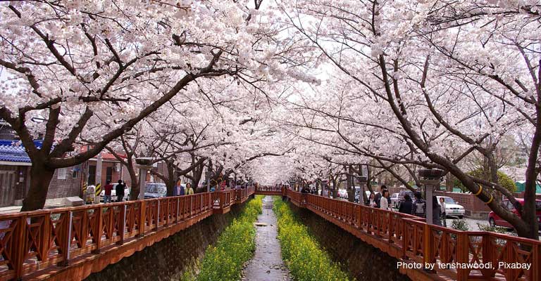 Cherry Blossom Ending Busker Busker Lyrics Lookinseoul cherry blossom ending busker busker