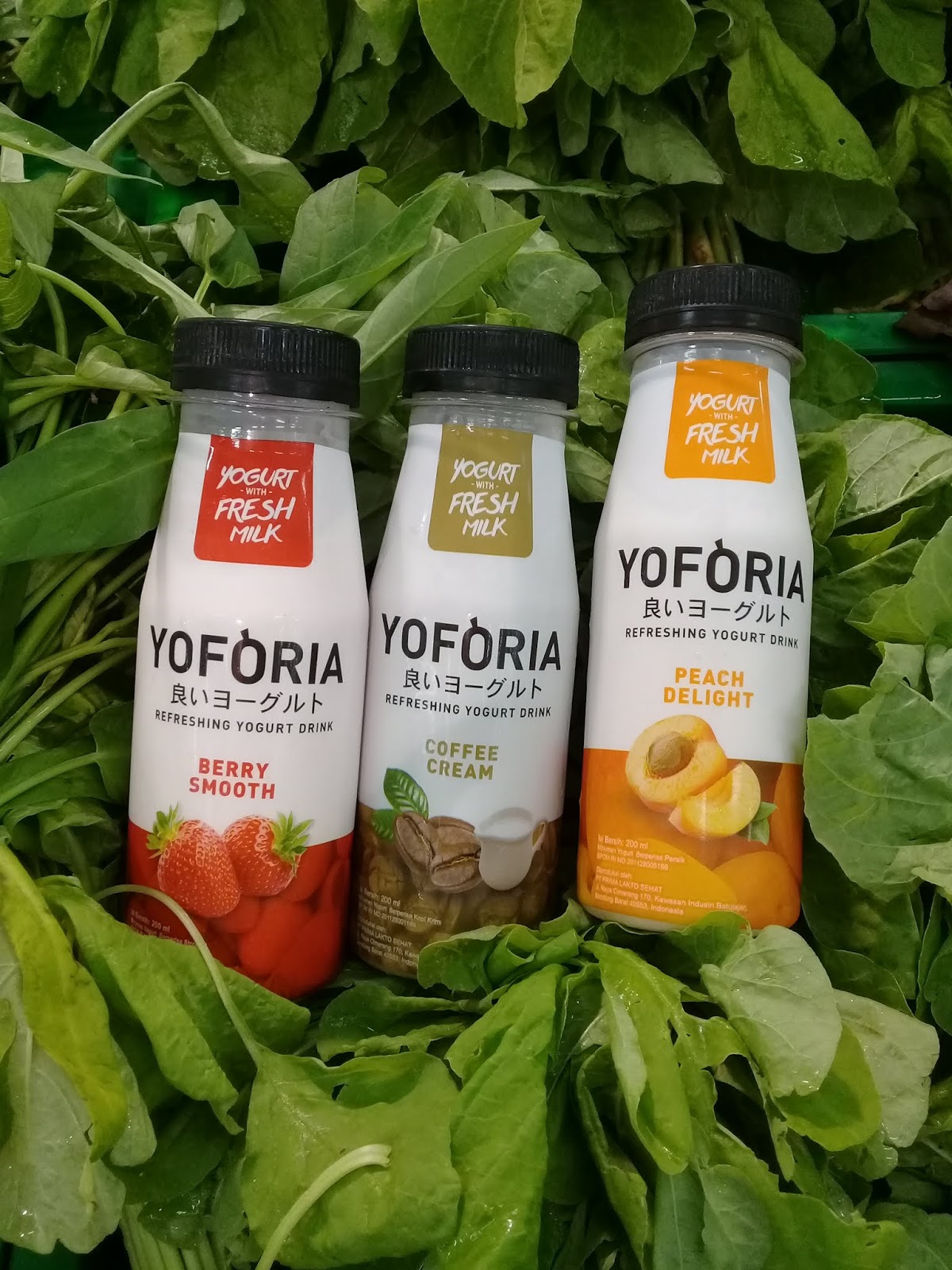 Yoforia ; Fresh Yogurt Pertama dengan Life Probiotics dan Dietary Fiber