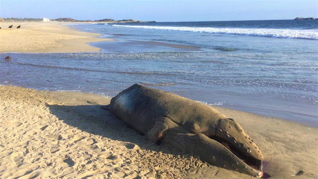 Localizan cuerpo de ballenato en playas de Pinotepa Nacional Localizan cuerpo de ballenato en playas de Pinotepa Nacional