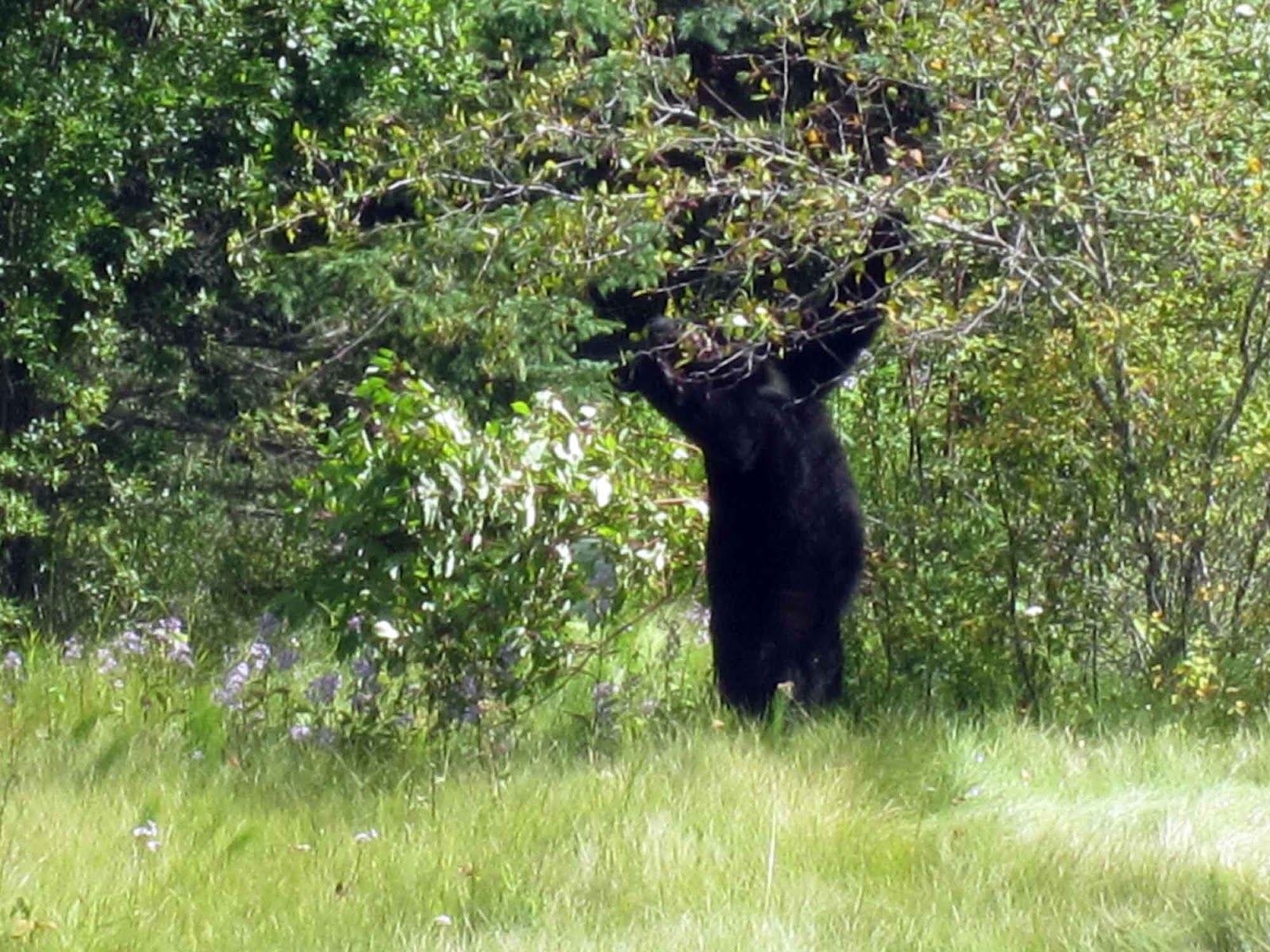 newest sasquatch sightings video photo newest sasquatch sightings video photo