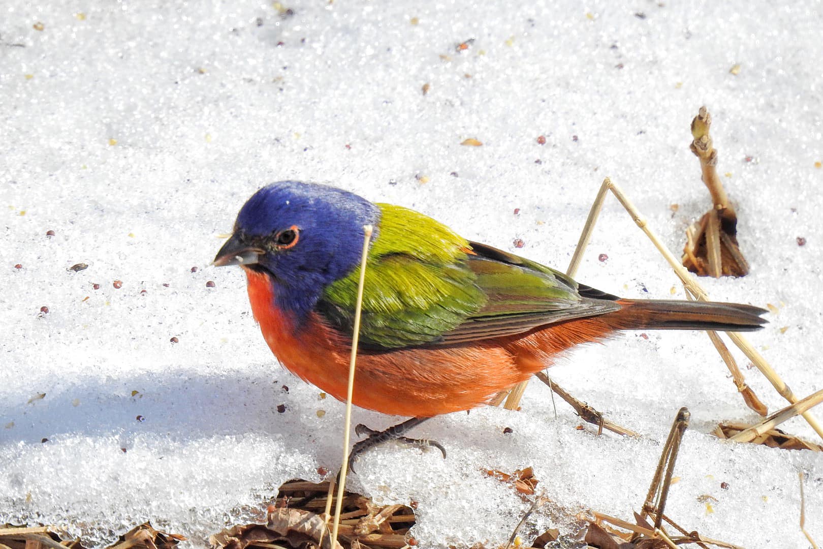 Terrierman's Daily Dose Painted Bunting, Great Falls, Maryland