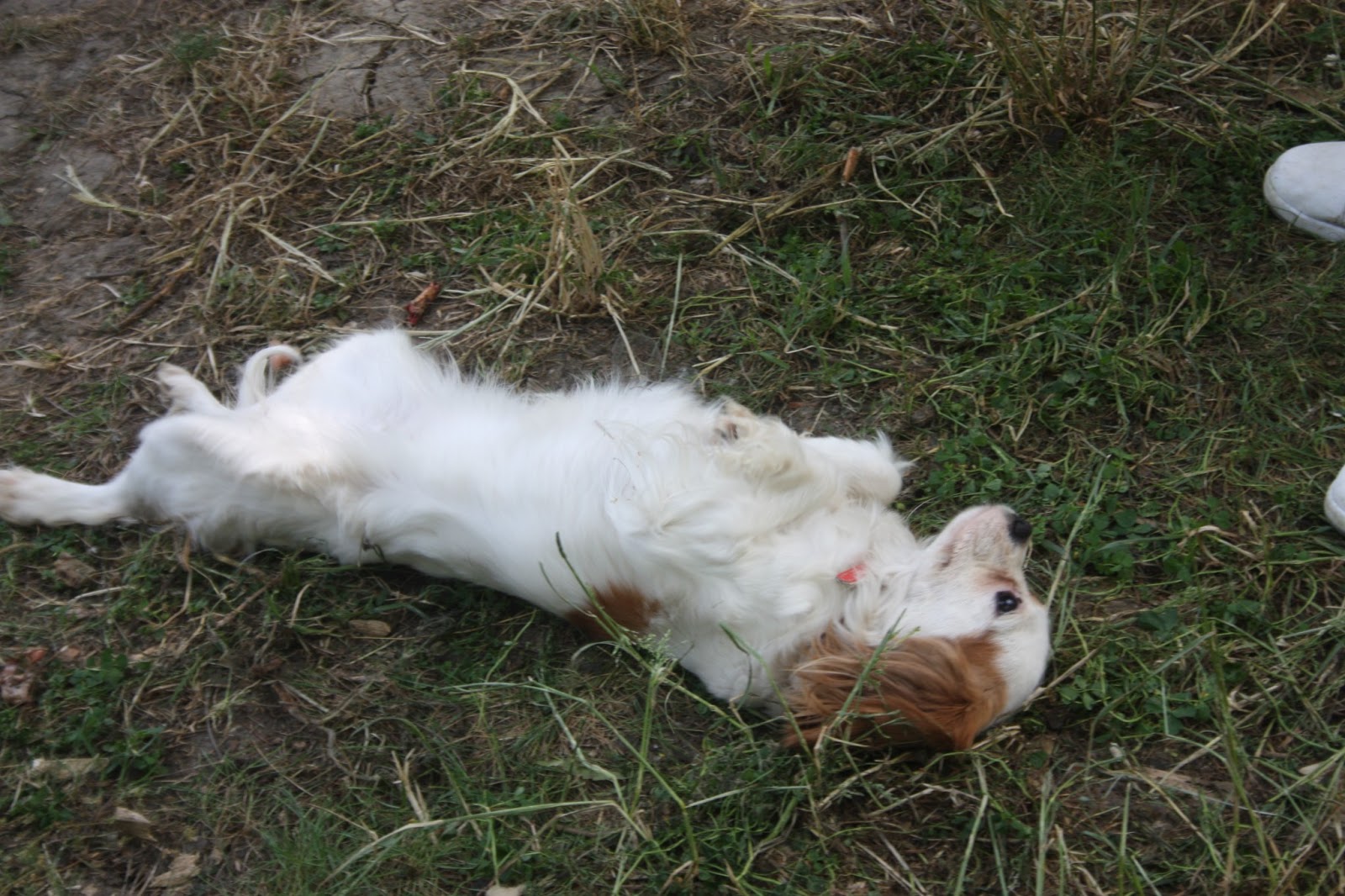 sahibinden köpek oteli İstanbul