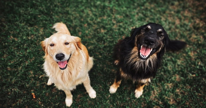 View Buy Pets Online Hyderabad Pictures