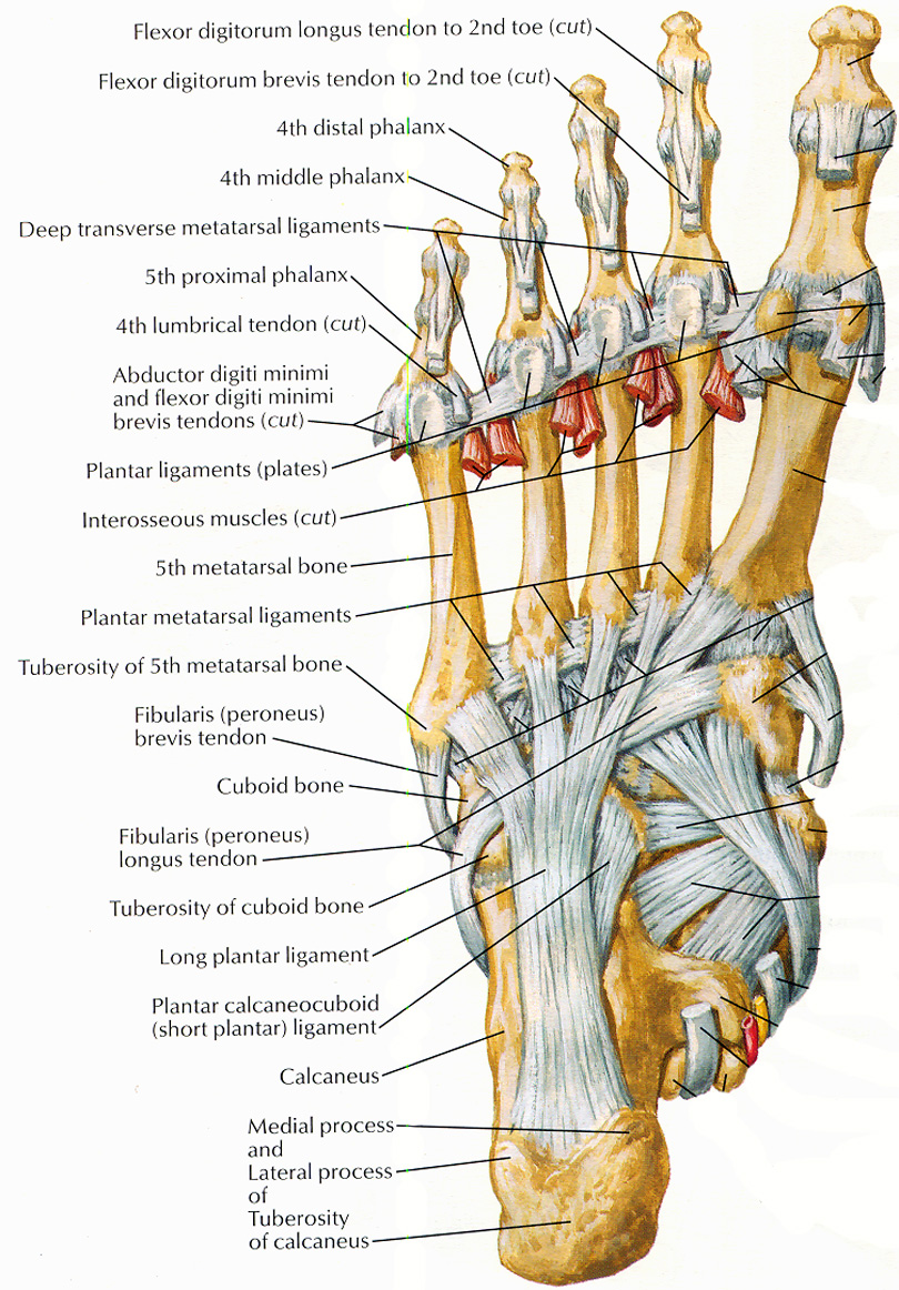ligaments-and-tendons-of-foot-netter.jpg