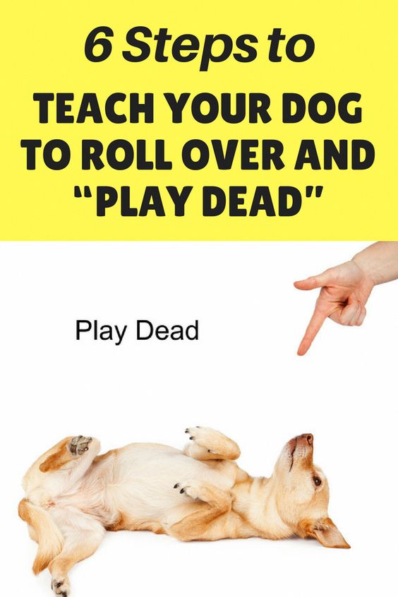 Lovely Dog 6 steps to teach your dog to roll over and play dead