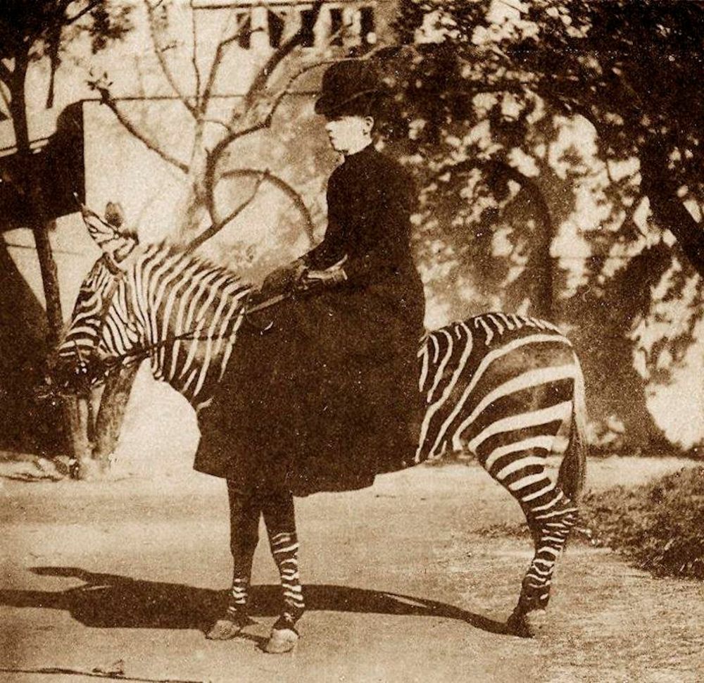16 Vintage Photographs That Show People Riding Zebras From the Late 19th and Early 20th