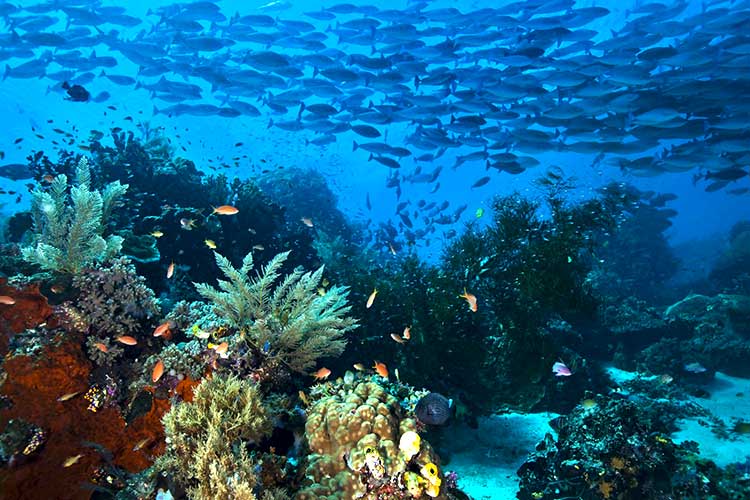 Kepulauan Raja Ampat Yang Eksotis Pesona Keindahan Alam Kepulauan Raja Ampat Yang Eksotis Pesona Keindahan Alam