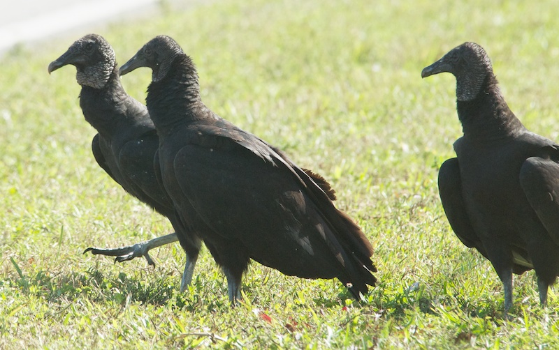 A Wandering Naturalist: Florida: Heron Eats Snake