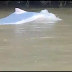 Sepasang Ikan Lumba Lumba Muncul Di Sungai Kualuh