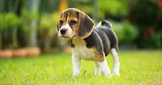 Top 16 Small dog breeds in India with price