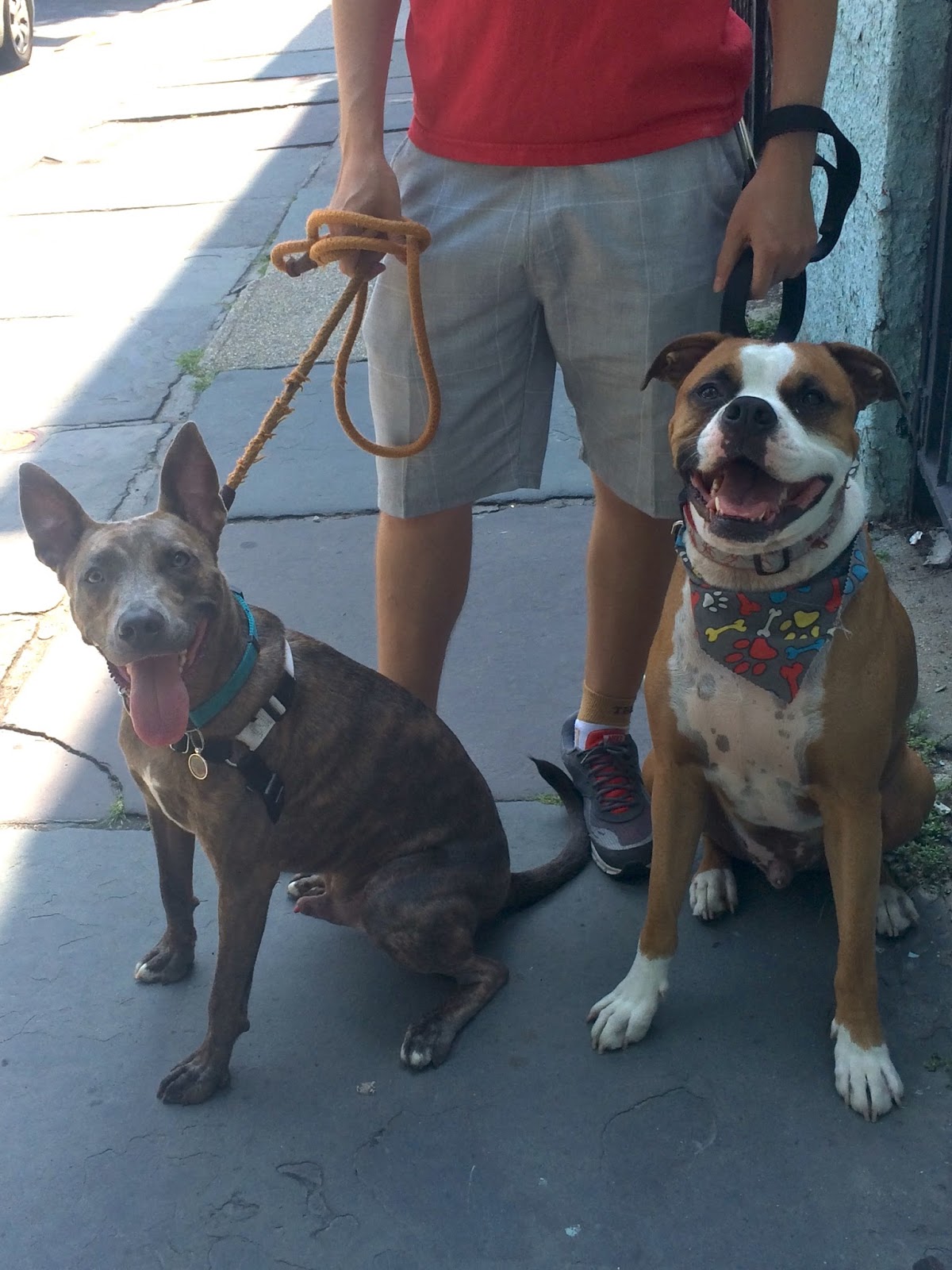 Jason The Dog Walker and Company.