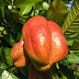 Ackee - Fruta Nacional da Jamaica