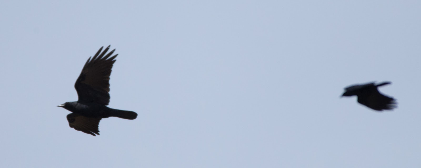 PeregrinePrints not dot com Blog: Visual ID of American vs. Fish