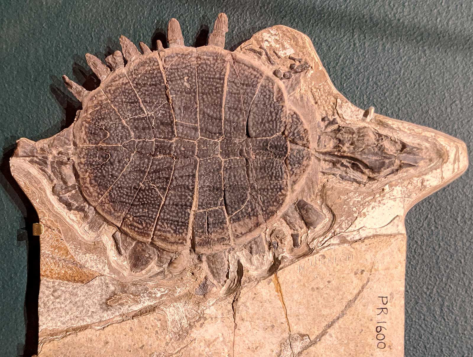 Louisville Fossils and Beyond Trionyx Turtle Fossil