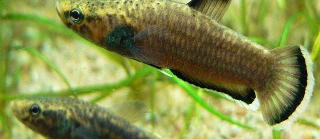 50 Gambar Ikan Laga dari Cupang Kampung Terbesar Termahal