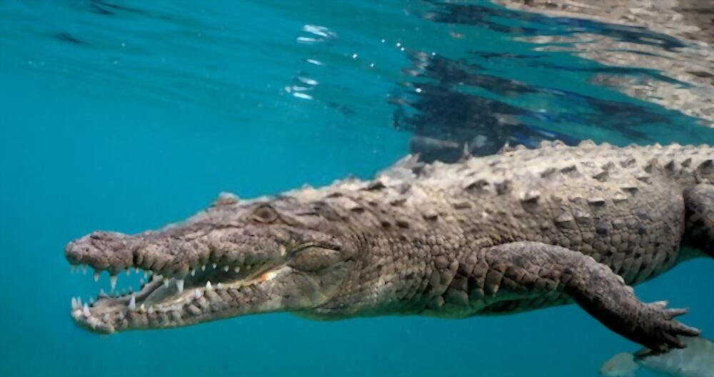 Saltwater Crocodile