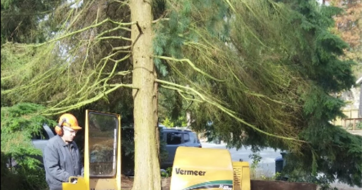 Brads Stump and Tree Service Arlington, Washington Is Your Yard