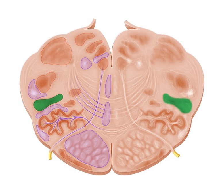 Reticular formation. Reticular Activating System.Reticular formation.