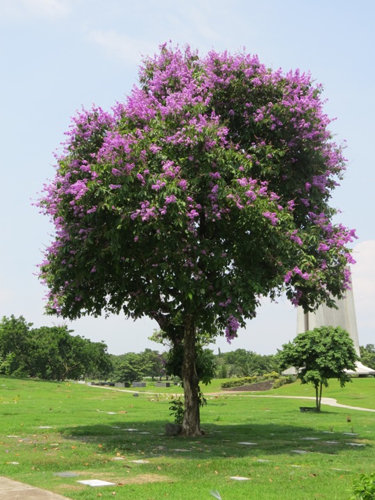 9 PHILIPPINE NATIVE TREES BETTER THAN CHERRY BLOSSOMS ATBP