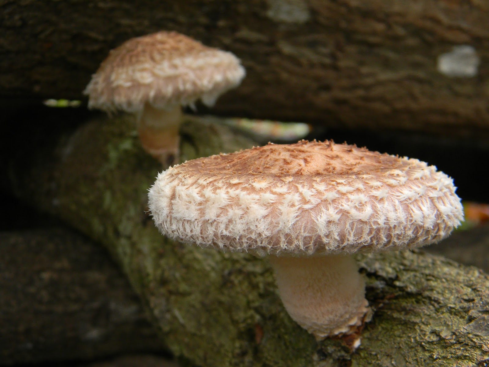 La micologia gastronomica en Asturias Shiitake y Reishi en Asturias