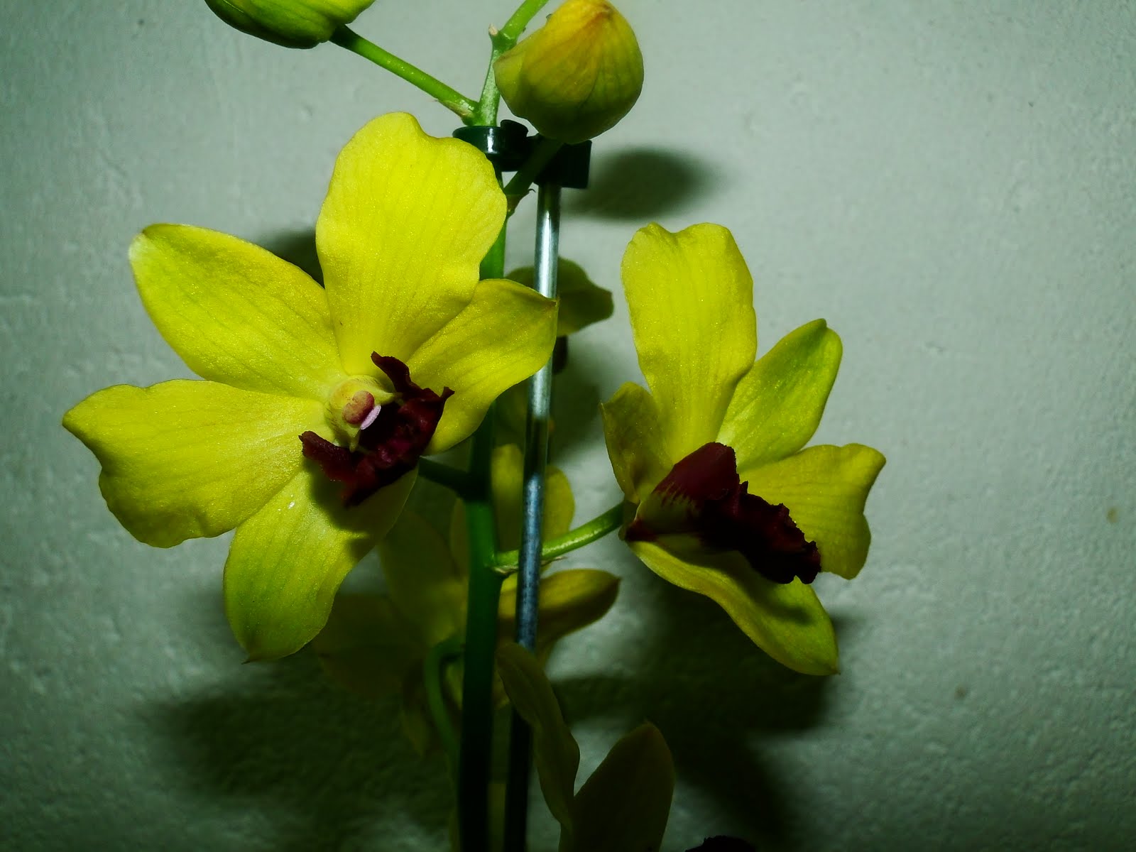 Amo Orquideas: Denphal Verde Limão