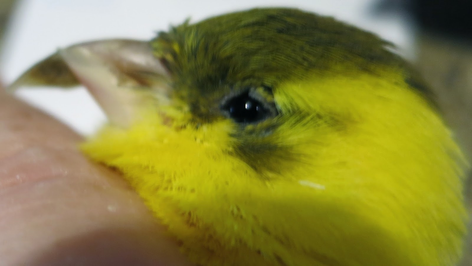 Canary Tales Unbelievable Overgrown Beak