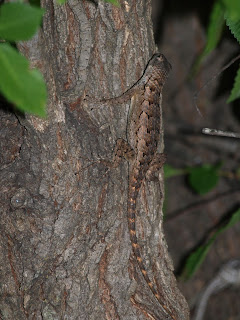 A Life Inspired by Nature: May 2013