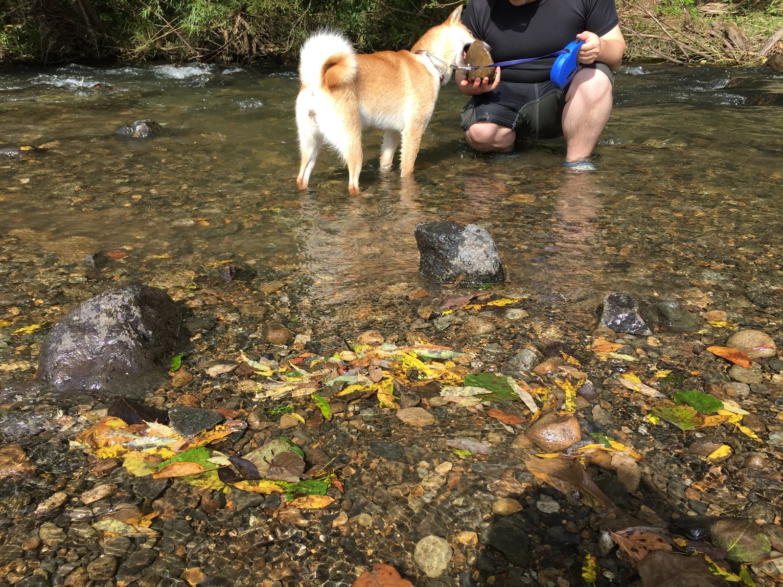 ビビリ犬こまの日常と逆襲 今夏最後の川遊び 多分