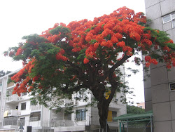 Flaming Tree of the Forest