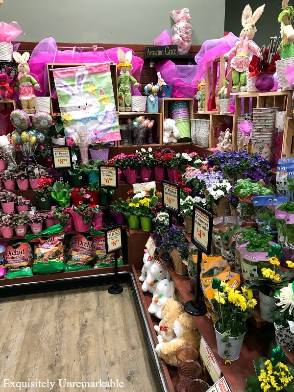 Caring For Grocery Store Mini Roses Inside Until You Can Plant Them