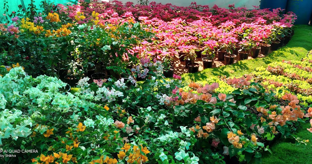 37th Cochin Flower Show TO KOCHI