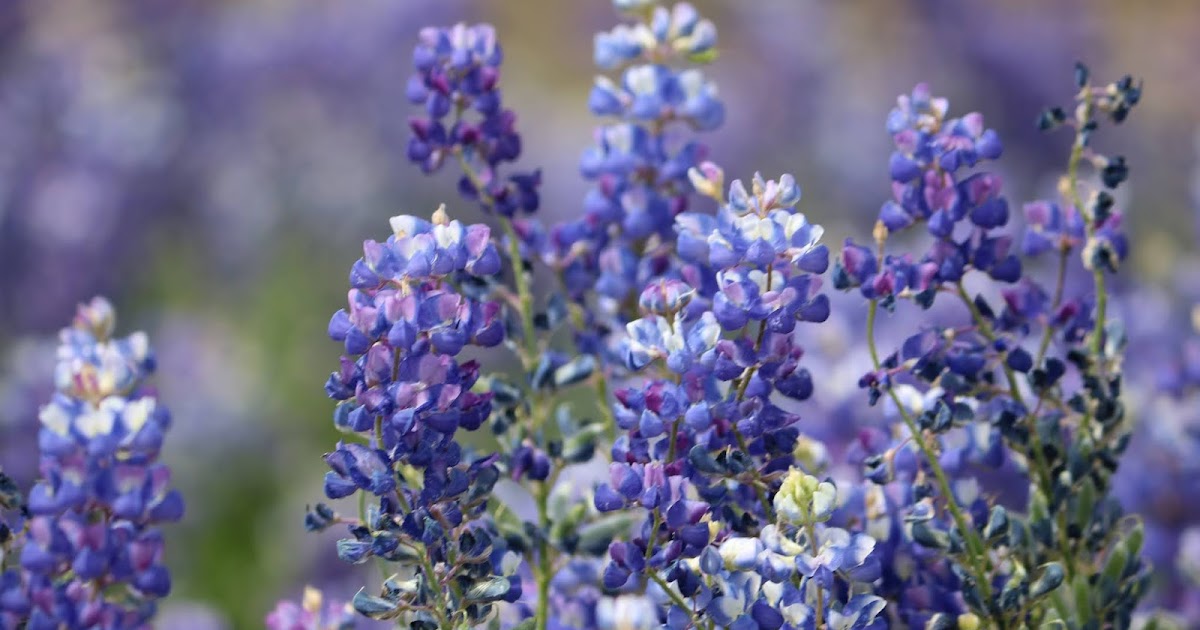 See the Folsom Lake Lupine Super Bloom Blog About It All